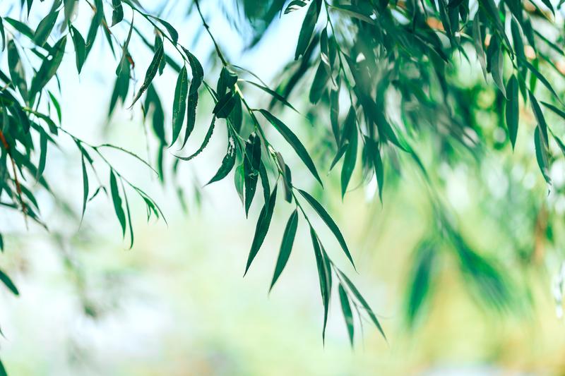 急救知识普及课程急救流程心肺复苏哮喘发作止血包扎急性腹痛急救技能