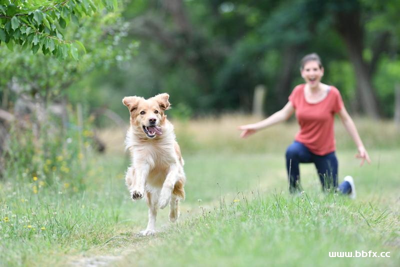 你的狗狗正确训练方式，训狗训犬方法教程大全
