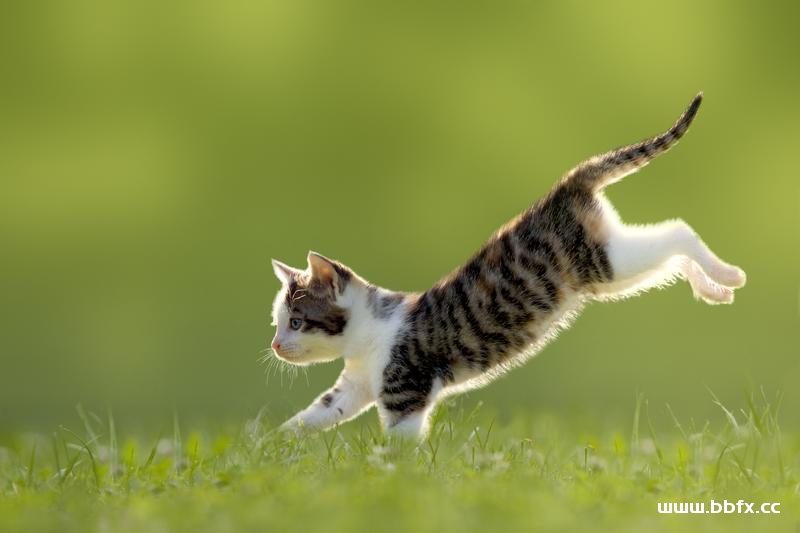 猫咪训练的方法指南，新手养猫的攻略大全